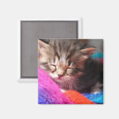 やわらかな眠る新生の子猫の写真 マグネット (正面/裏面)