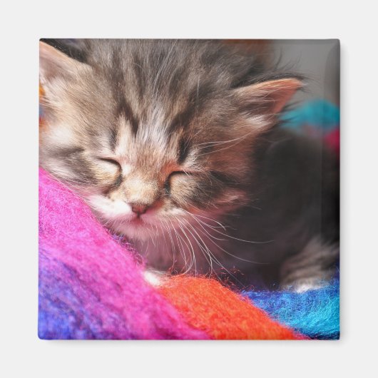 やわらかな眠る新生の子猫の写真 マグネット (正面)