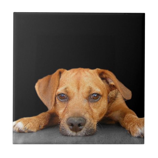 よい犬 タイル (正面)