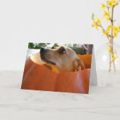 よいRufusのチワワのハロウィンのカボチャカード カード (黄色い花)