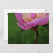 よくある美しいはがき（牡丹） ポストカード (正面/裏面)