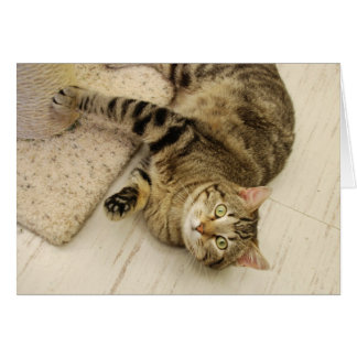 よくはしゃぐな猫