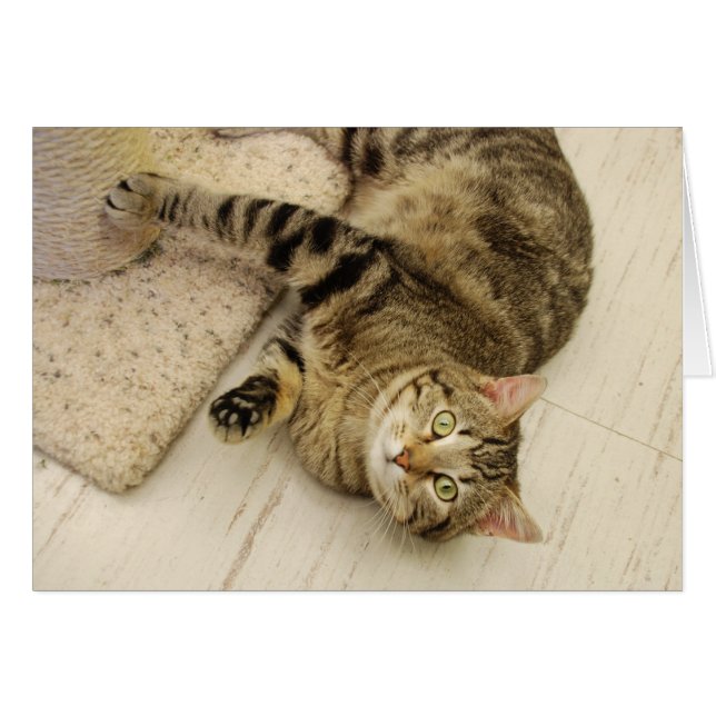 よくはしゃぐな猫 (正面横)