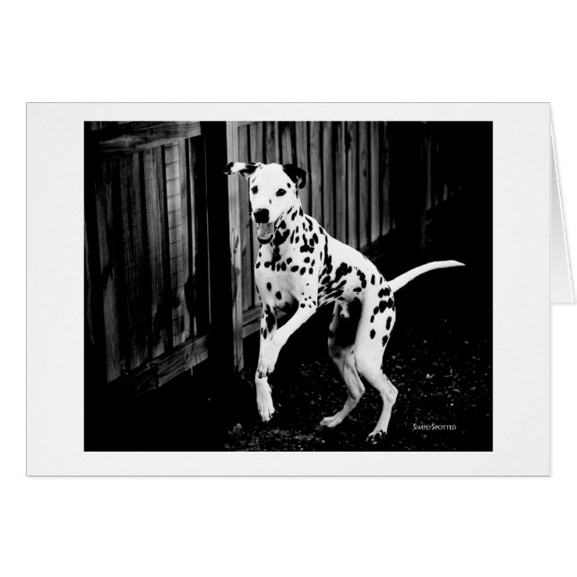 よくはしゃぐなDalmatianカード (正面横)