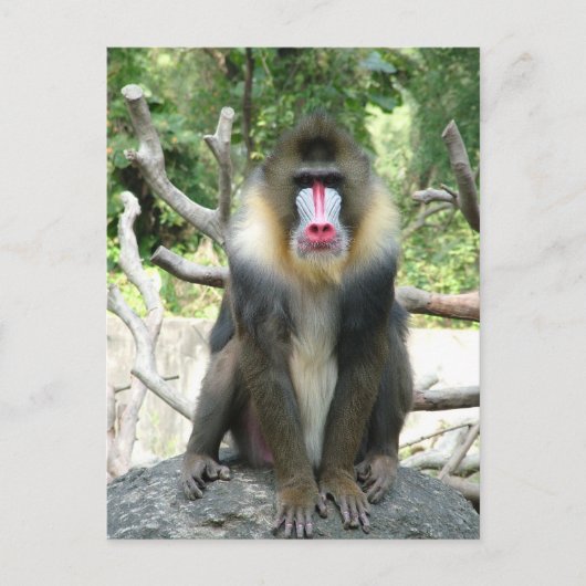 よくはしゃぐ可愛い頭が切れる女のフレンドリー子 ポストカード (正面)