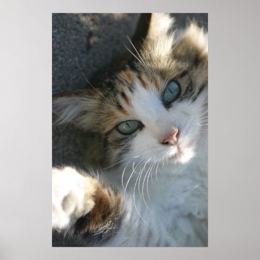 よくはしゃぐ子猫 ポスター (正面)