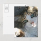 よくはしゃぐ子猫 ポストカード (正面/裏面)
