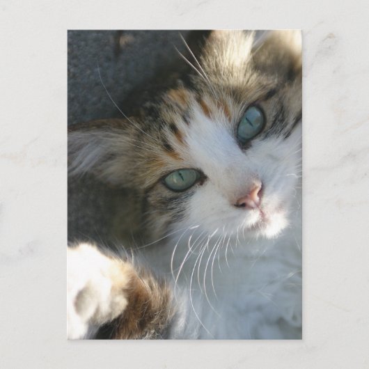 よくはしゃぐ子猫 ポストカード (正面)