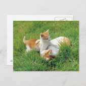 よくはしゃぐ猫ちゃん ポストカード (正面/裏面)