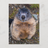 よくはしゃぐGroundhog Close Up Wildlife ポストカード (正面)