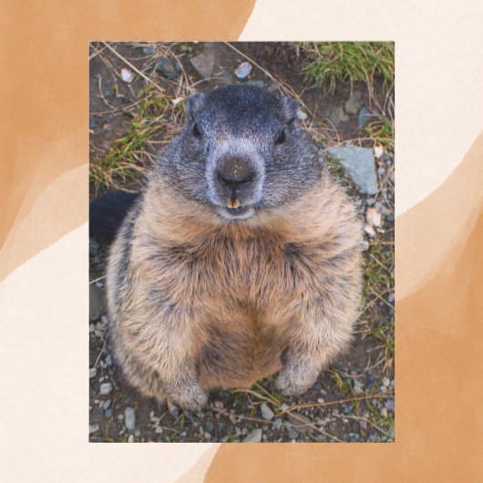 よくはしゃぐGroundhog Close Up Wildlife ポストカード