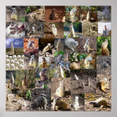 よくはしゃぐMeerkats Large Photo Collage, ポスター (正面)