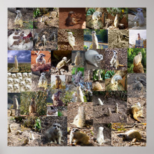 よくはしゃぐMeerkats Large Photo Collage, ポスター