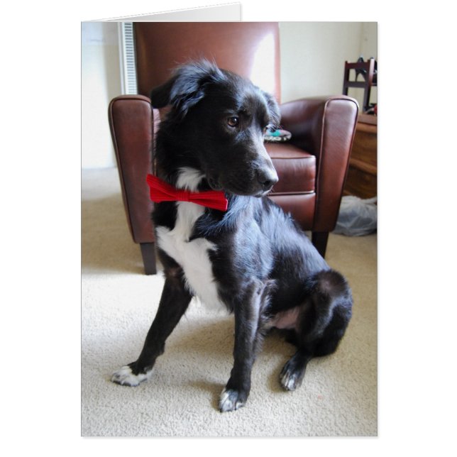 よりすてきなLookin (正面)