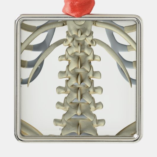 より低い背部4の骨 メタルオーナメント (正面)