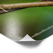 より合わせるつる植物の美しいRufousハチドリ フォトプリント (角)