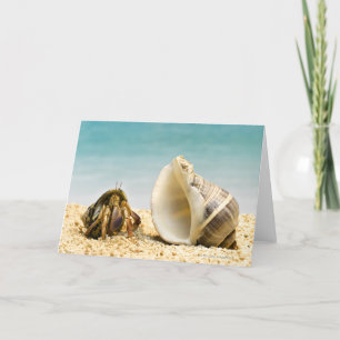 より大きい貝を見ているヤドカリ カード