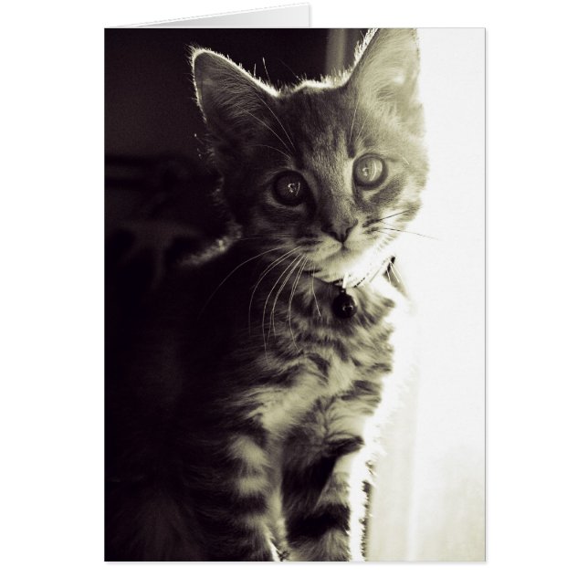 より好奇心が強い、白黒でより好奇心が強い (正面)