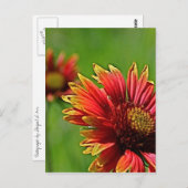 より親しげな表情 ポストカード (正面/裏面)