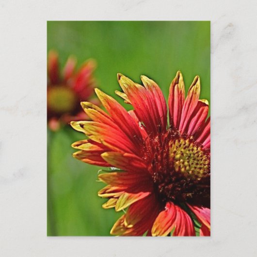 より親しげな表情 ポストカード (正面)