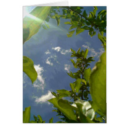 りんごの木からの眺め