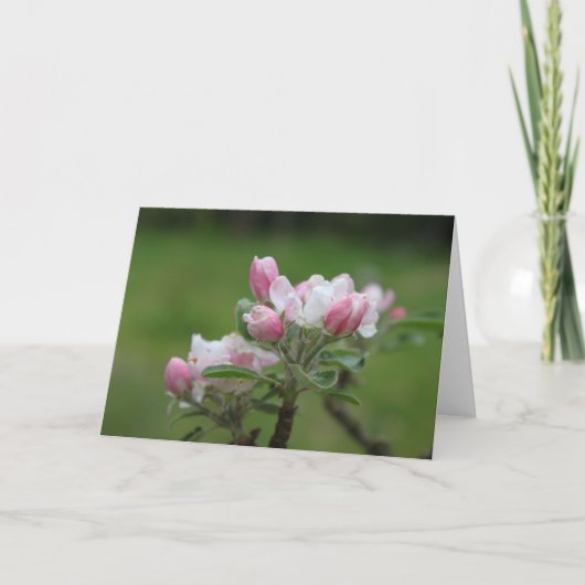 りんごの花のグリーティングカード カード (正面)