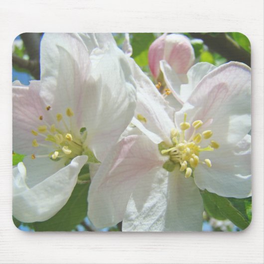 りんごの花 マウスパッド 品質 春の花 (正面)