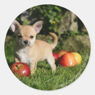 りんごを持つチワワの子犬 ラウンドシール