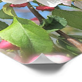 りんご花ピンク白い花ポスター ポスター (角)