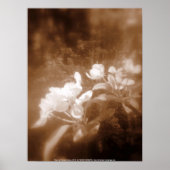 りんご花#2セピア ポスター (正面)