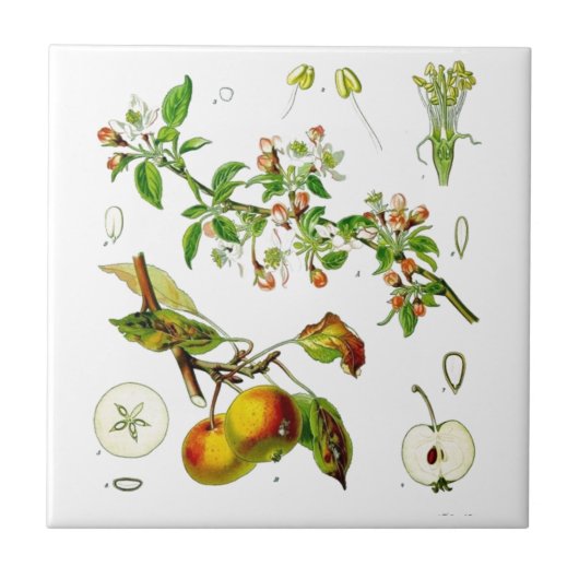 りんご タイル (正面)
