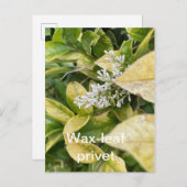 ろう葉プリベット葉書 ポストカード (正面/裏面)