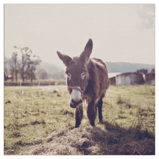 ろばの供給 ファブリック (見本)