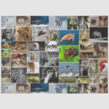 「わが動物王国」野生動物ティッシュペーパー