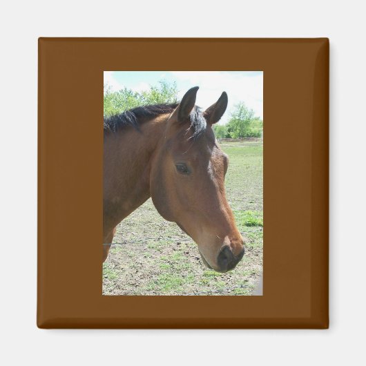 わが友よ、馬 マグネット (正面)
