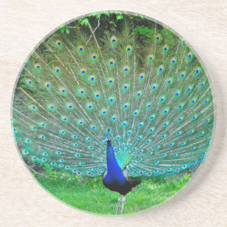 わずかな孔雀 コースター
