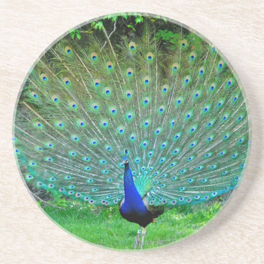 わずかな孔雀 コースター (正面)