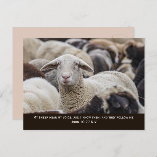わたしの羊はわたしの声を聞く,ヨハネ10:27, ポストカード (正面/裏面)