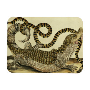 わにおよびヘビ1730年(着色された版木、銅版、版画) マグネット