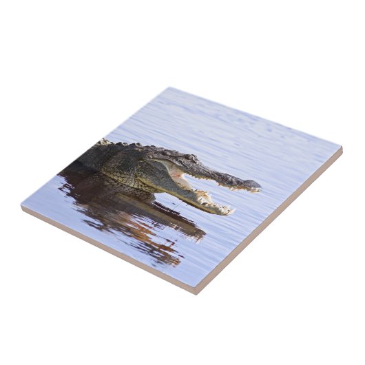 わに タイル (側面)