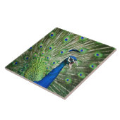 わめく孔雀 タイル (側面)