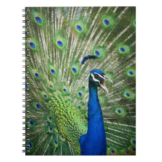 わめく孔雀 ノートブック (正面)