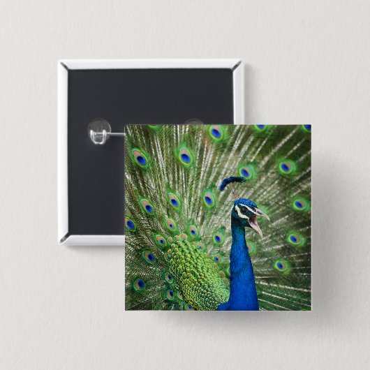 わめく孔雀 缶バッジ (正面&裏面)