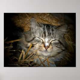 わらのベッドで眠る野生の猫の写真  ポスター