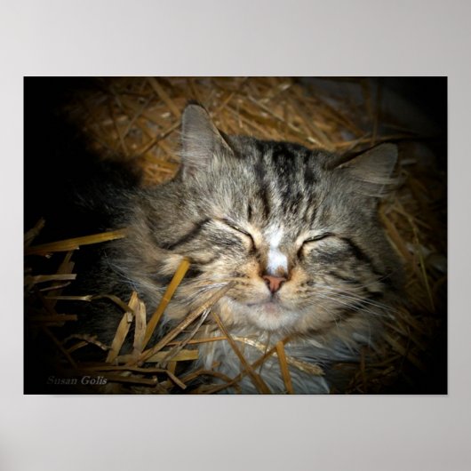わらのベッドで眠る野生の猫の写真 ポスター (正面)
