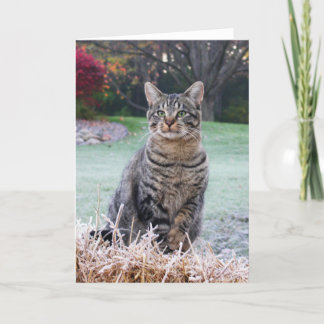 わらの珠玉 カード