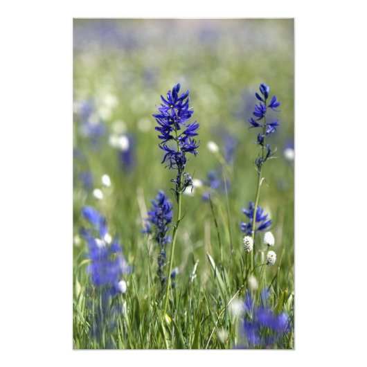を含む野生の花の山の牧草地 フォトプリント            (正面)