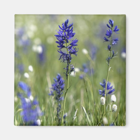 を含む野生の花の山の牧草地 マグネット (正面)