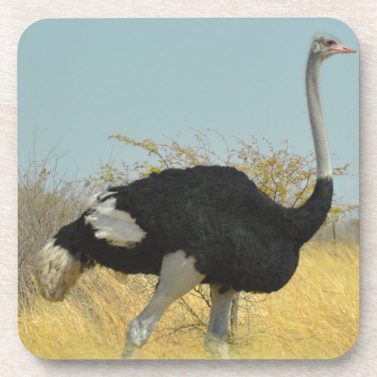 ～を求め走る コースター (正面)