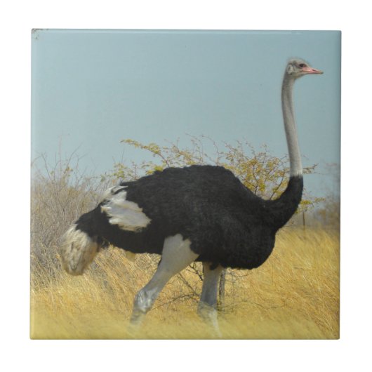 ~を求め走る タイル (正面)